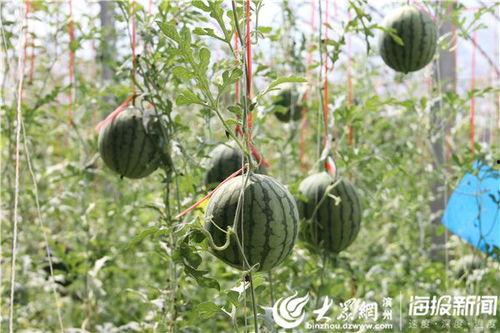 阜新吃瓜事件视频,一场引发热议的网络风波
