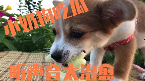 吃瓜被抓到狗狗视频在线观看,狗狗视频在线观看引发热议